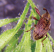 Boll Weevil