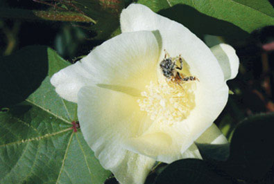 Cotton Genome