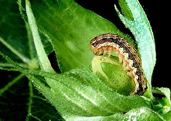 Caterpillar