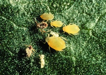 Cotton Aphid
