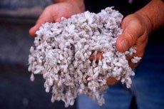 img.1982 cottonseed - Company Timeline img.1982 cottonseed - Company Timeline