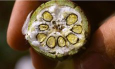 img.2009 gossypol cottonsee - Company Timeline img.2009 gossypol cottonsee - Company Timeline