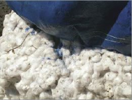 Figure 21. Coating breakdown due to extended UV exposure can cause contamination of cotton lint. The blue color on the cotton is flakes of coating that have been caught in the lint.