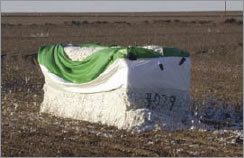 Figure 22. Seed cotton can be exposed to losses when high winds damage the cover. (Photo by Alan Brashears.)