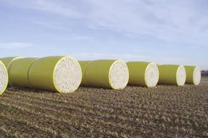 Figure 5 Deere round modules stored for transportation to the gin. Note the yellow plastic wrap forms a lip on the ends of the modules.