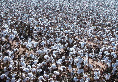 Precision Crop Management