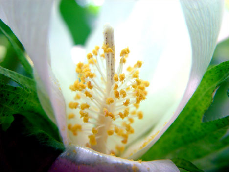 Fiber Sample Submission