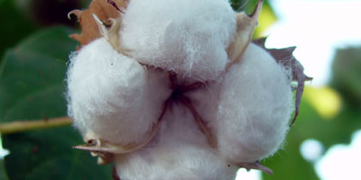 Focus on Cotton