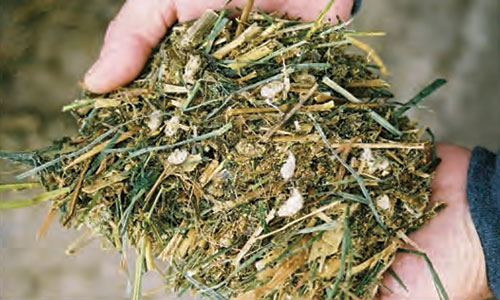 Whole Cottonseed feedstuff