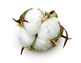 Cotton Quality